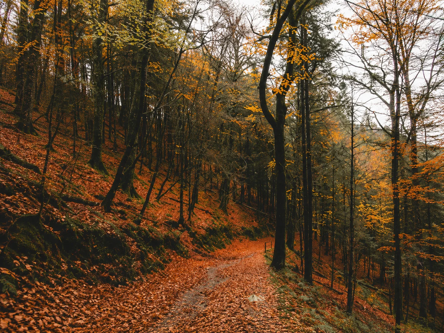 The Native Tree Area (NTA) Scheme